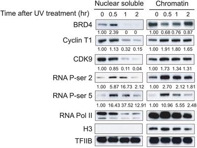 DNA Damage Induces Dynamic Associations of BRD4/P-TEFb With Chromatin and Modulates Gene Transcription in a BRD4-Dependent and -Independent Manner